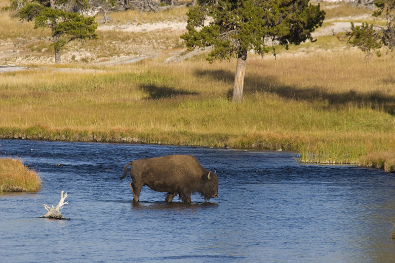 Bison Crossing Nez Perce Creek